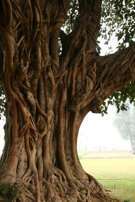 28-Tree with strangulation vine