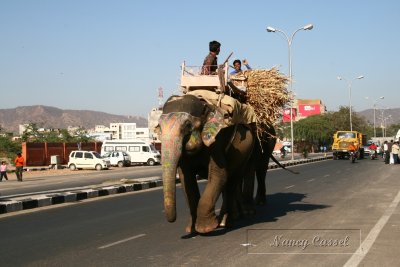 48-Elephants on road
