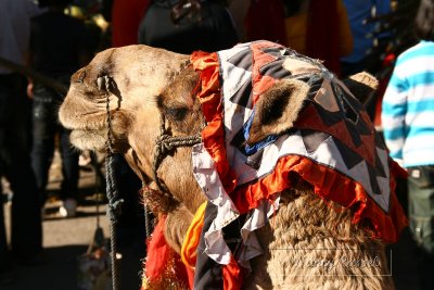 16-Closeup of camel
