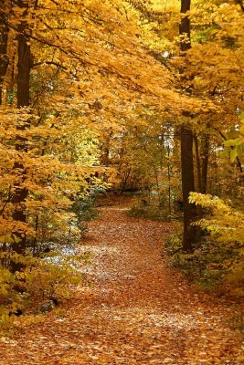 Leaf covered path