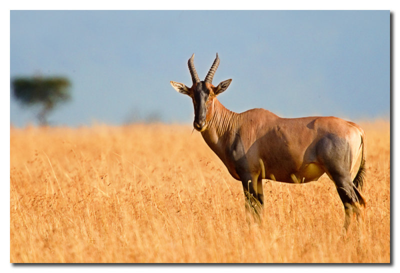 Alcelafo de Coke  -  Cokes Hartebeest