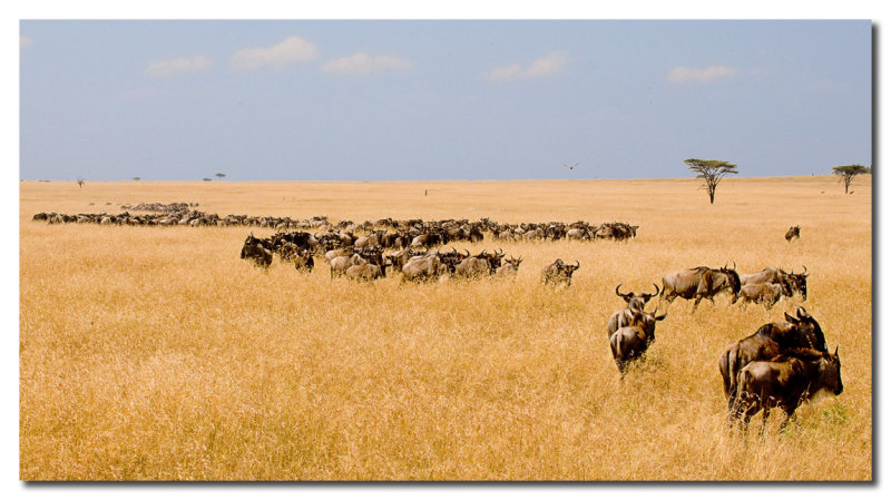 Migracion de los us  -  Migration of the  Wildebeest