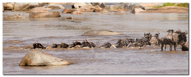 Panorama Migracion Rio Mara  -  Panoramic Mara river migration