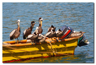 Pelicanos sobre barca de pesca  -  Pelicans on a fishing boat