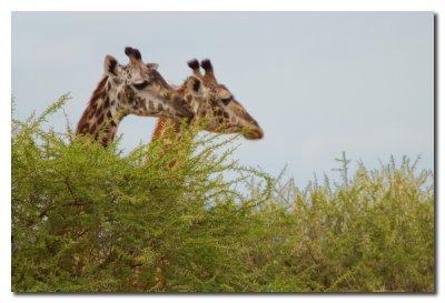 Jirafas - Giraffes