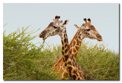 Jirafas - Giraffes