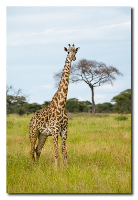 Jirafas - Giraffes