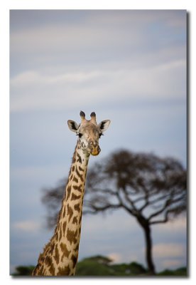 Jirafas - Giraffes
