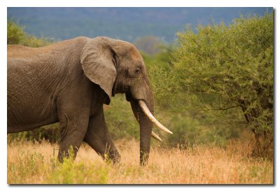 Elefante - Elephant