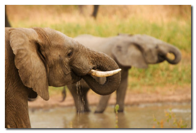 Elefantes - Elephants