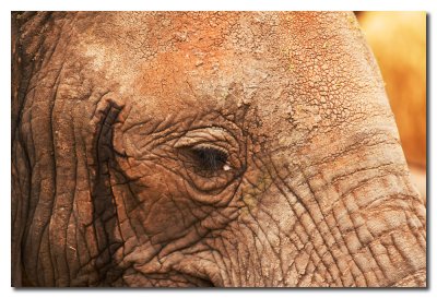 Elefante - Elephant