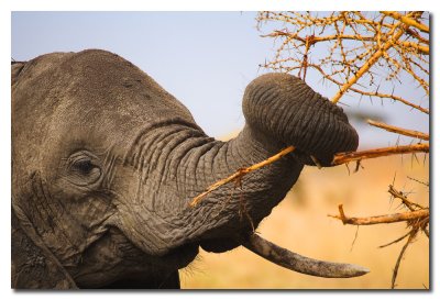 Elefante comiendo - Elephant eating