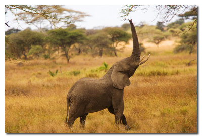 Elefante - Elephant