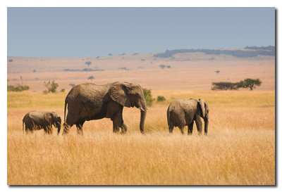 Elefantes en la pradera - Elephants in the prairie