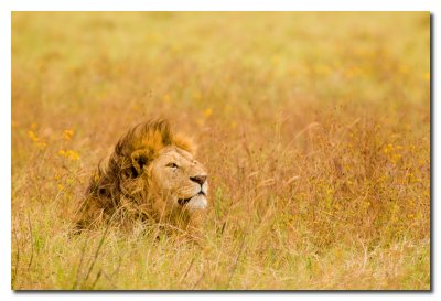 Leon - Lion