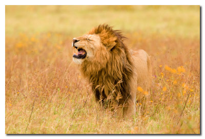 Leon - Lion
