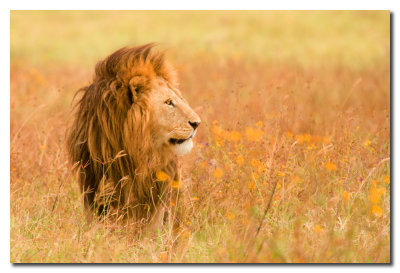 Leon en la hierba - Lion in the grass