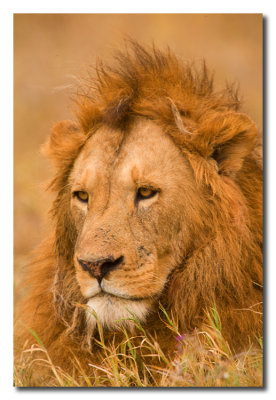 Leon viejo - Old lion