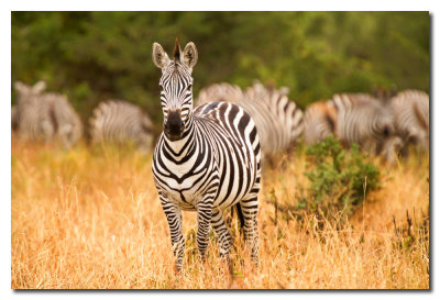 Cebra - Zebra