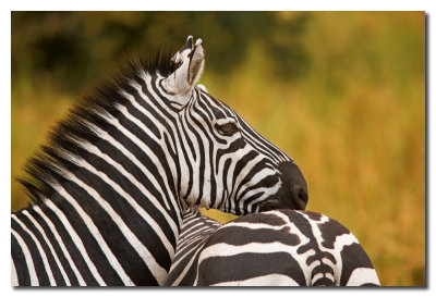 Cebras - Zebras