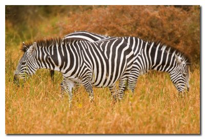Cebras - Zebras