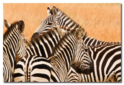 Cebras - Zebras