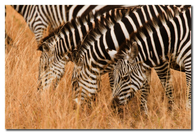 Cebras - Zebras