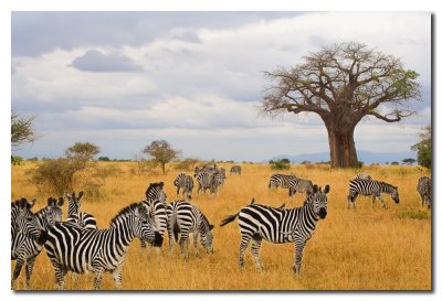 Cebras y Baobab - Zebras and Baobab