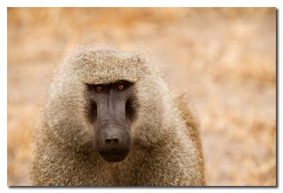 Mabdril - Baboon