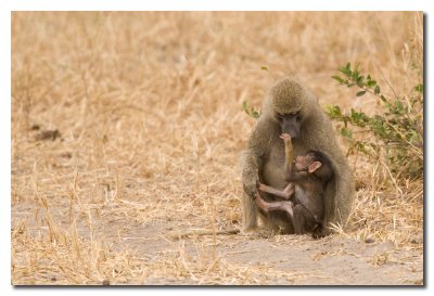 Madre mandril amamantando