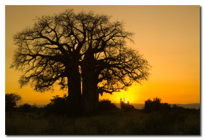Puesta de sol en el Serengeti  -  Serengeti sunset