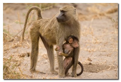 Madre protectora - Protective mother