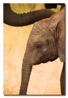 Elefantes - Elephants