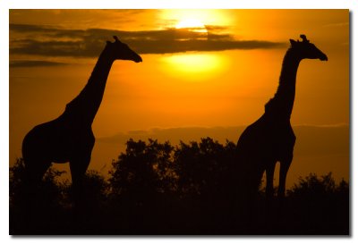 Salida del sol con dos girafas - Sunrise with two giraffes