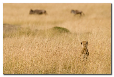 Gueparado vigila unos Ņus - Cheetah watching wildebeest