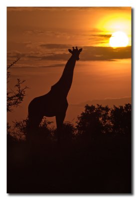 Salida del sol con una girafa - Sunrise with a giraffe