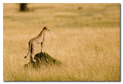 Guepardo divisa - Cheetah looks over the grasses