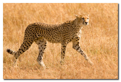 Guepardo - Cheetah