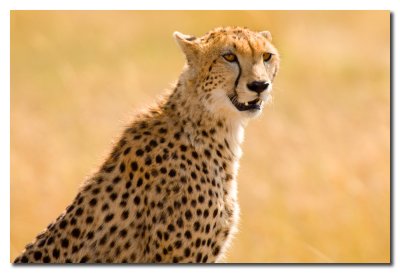 Guepardo - Cheetah