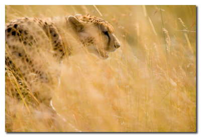 Guepardo en la hierba - Cheetah in the grass