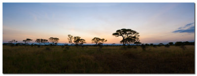 Panoramica Serengeti