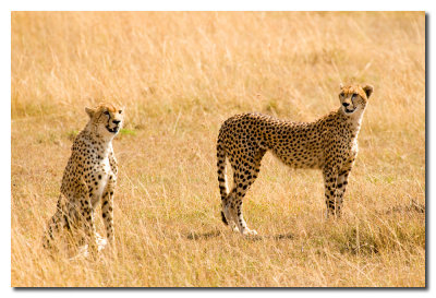 Guepardos - Cheetahs