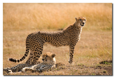 Guepardos - Cheetahs