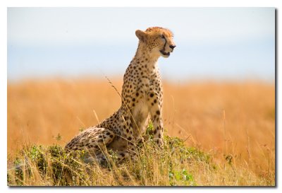 Guepardo - Cheetah