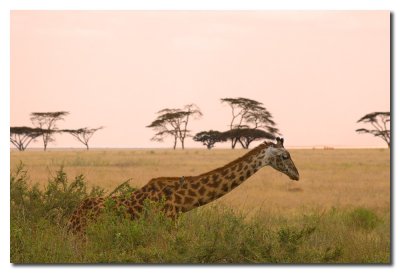 Girafa al amanecer  -  Giraffe at dawn