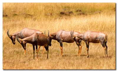 Alcelafo de Coke - Coke's Hartebeest