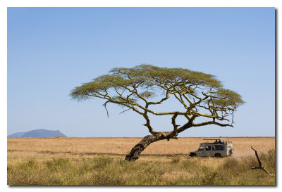 Arbol de Acacia  -  Acacia tree