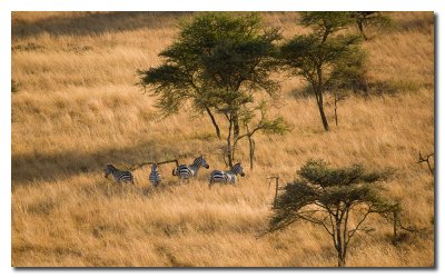 Cebras en la pradera  -  Zebras on the  prairie