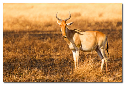 Alcelafo de Coke - Coke's Hartebeest