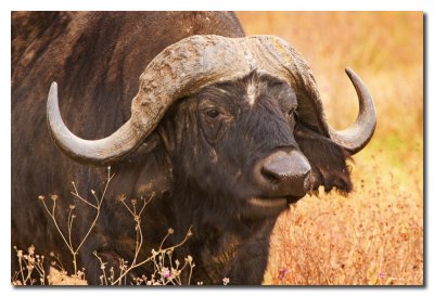 Bufalo del Cabo  -  Buffalo